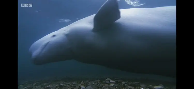 Beluga whale (Delphinapterus leucas) as shown in Frozen Planet - Autumn